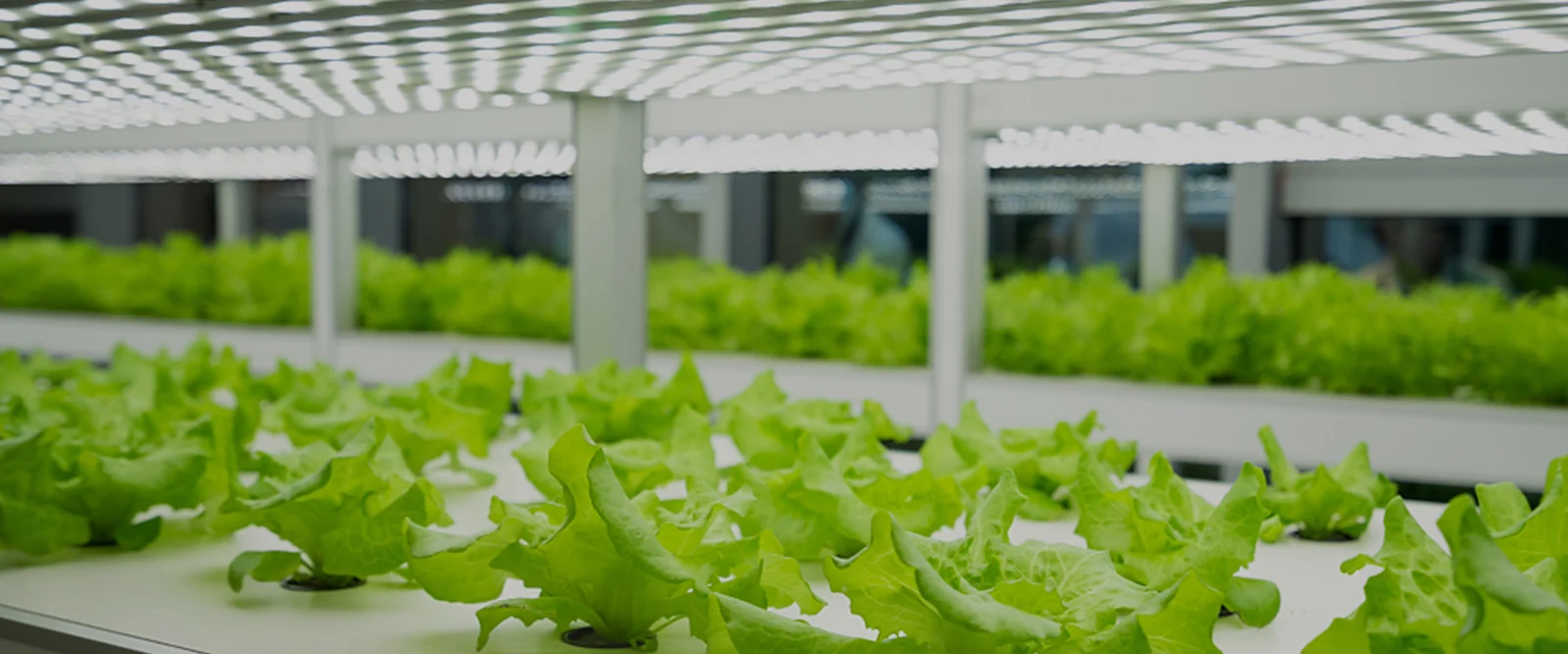 Greenhouse LED Top Lighting application