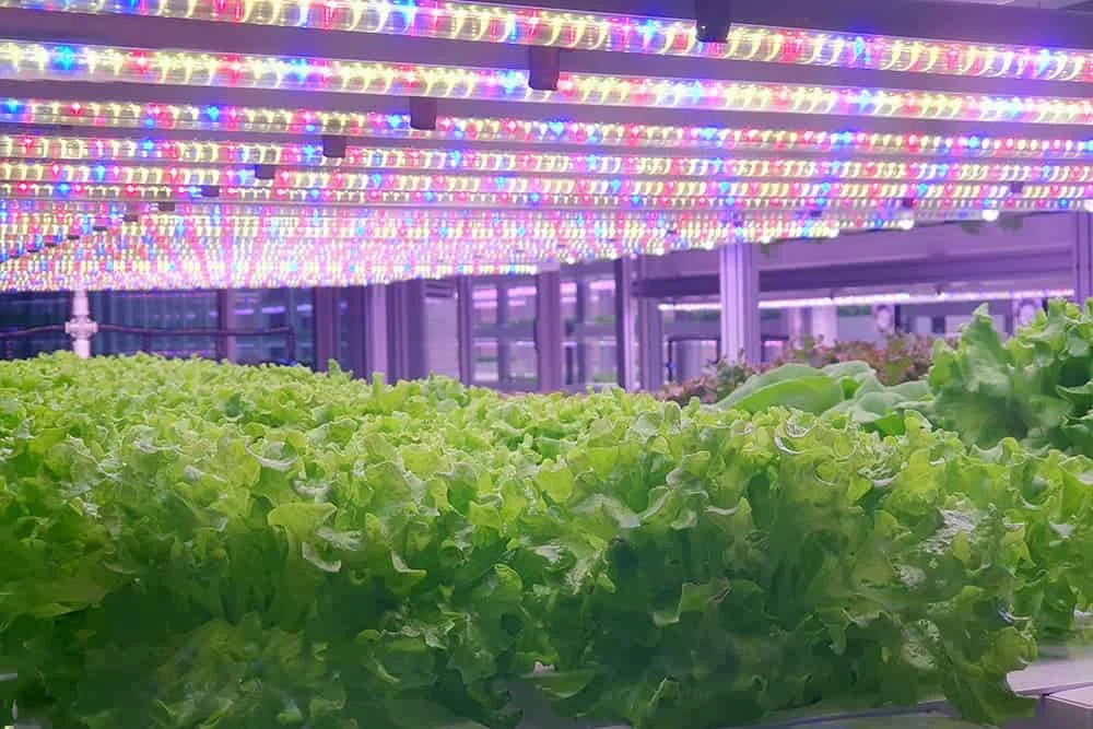 LED植物灯条