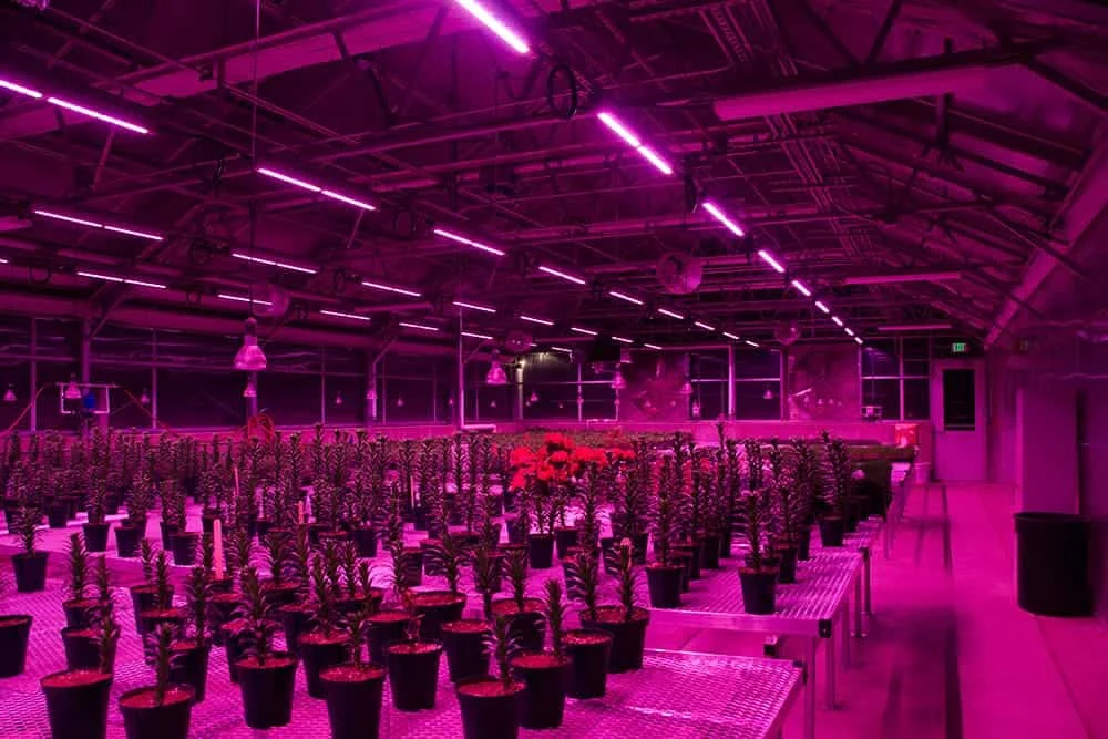 量子板 LED Grow Lights detail
